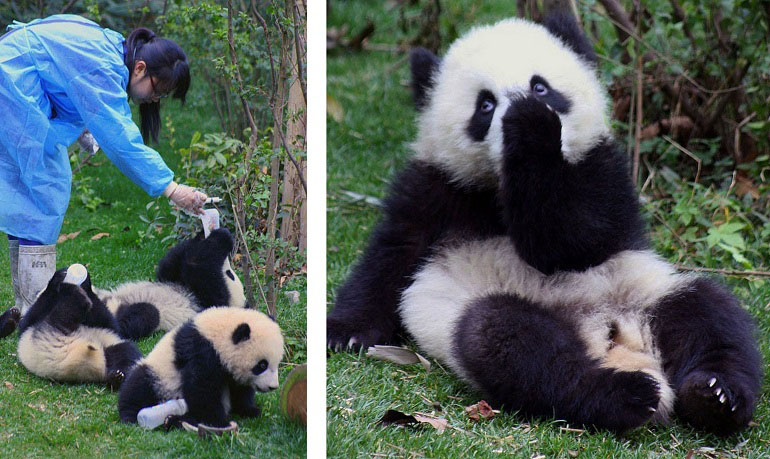 Panda-Station in Chengdu