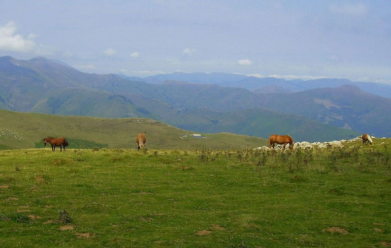 Pferde in den Pyrenäen