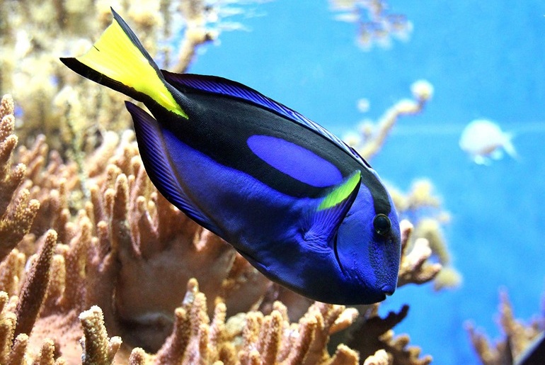 Fisch