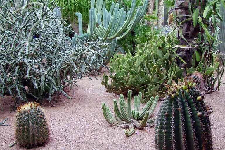 Kakteen im Jardin Majorelle