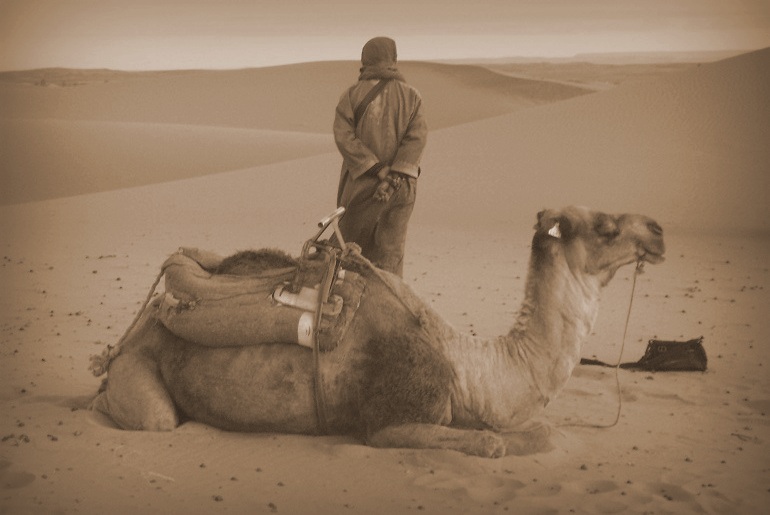 Kamel in der Erg Chebbi