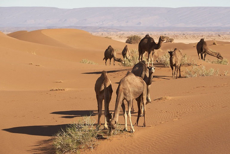 Kamele in der Erg Chebbi