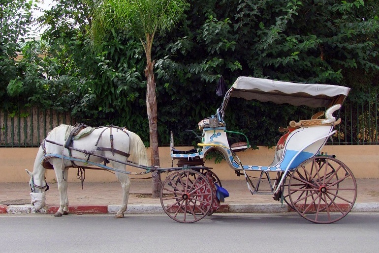 Pferdekutsche in Meknes, Marokko