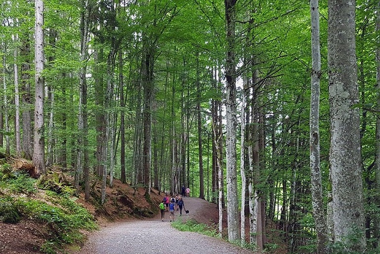 Wald Breitachklamm
