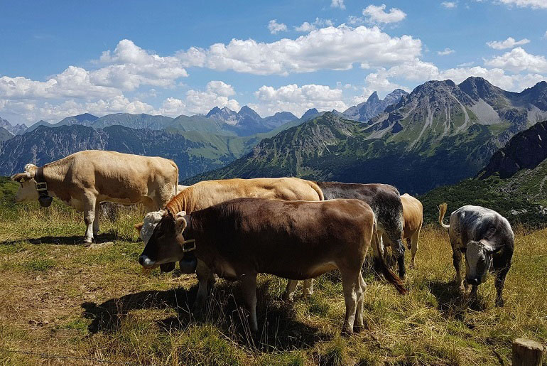 Kühe am Fellhorn