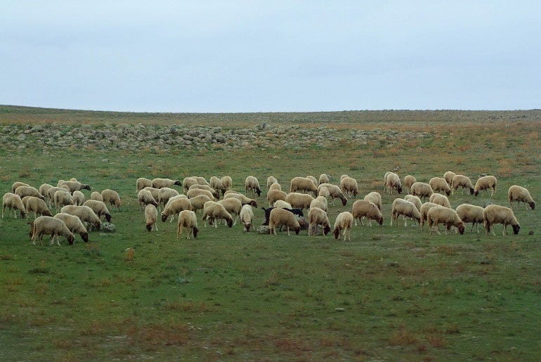Schafe im Atlasgebirge