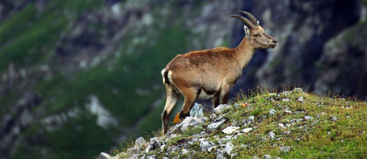 Steinbock-Tour