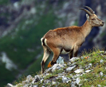 Steinbock-Tour: Über den Grat der Allgäuer Hochalpen