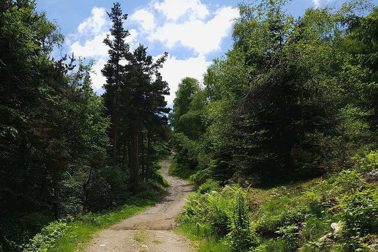 Waldweg