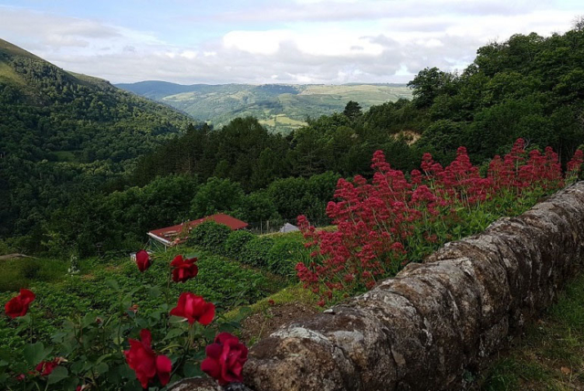 Blumenpracht