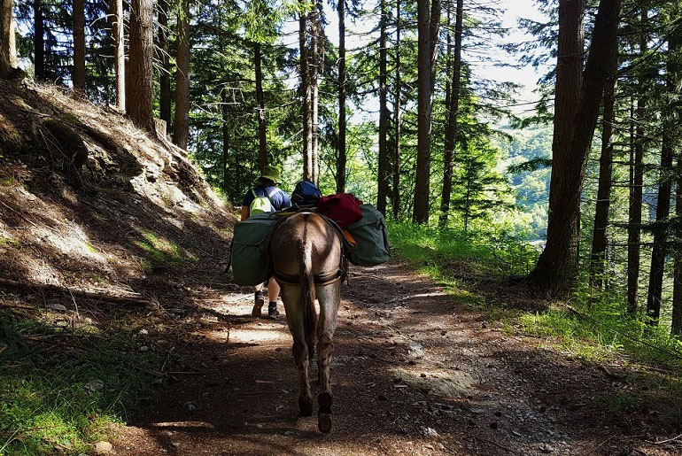 Im Wald