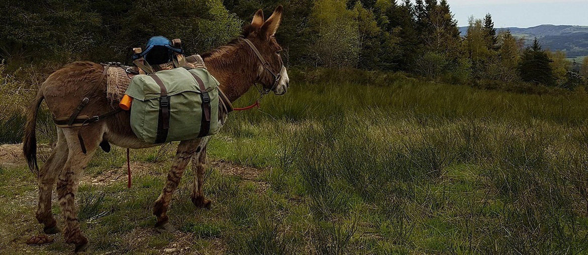 Stevensonweg GR70 – Eine Eselwanderung durch die Cévennen