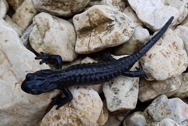 Alpensalamander