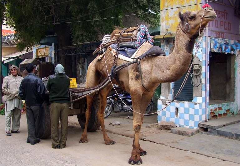 Kamel in Rajasthan