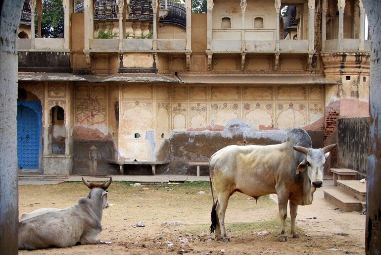 Kühe vor einem Tempel