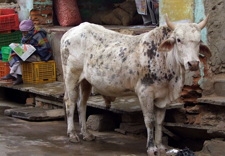 Kuh in Mandawa