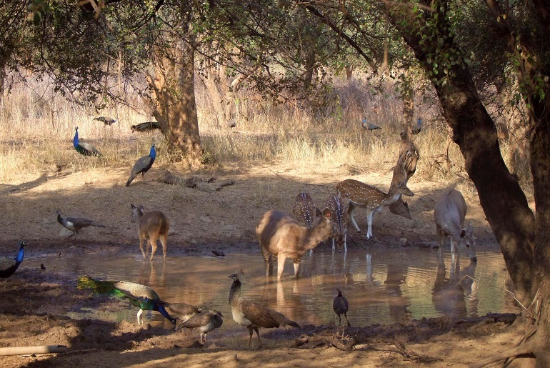 Sariska-Nationalpark