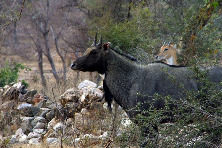Sariska-Nationalpark