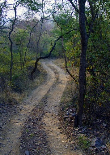 Sariska Nationalpark