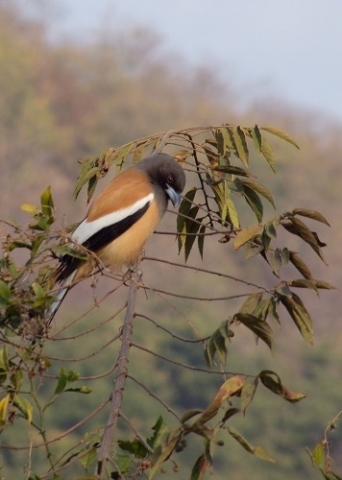 Sariska Nationalpark
