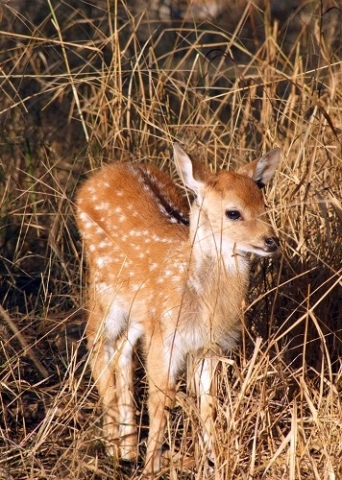 Sariska Nationalpark