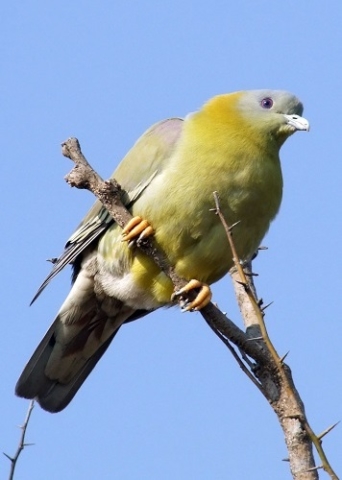 Sariska Nationalpark