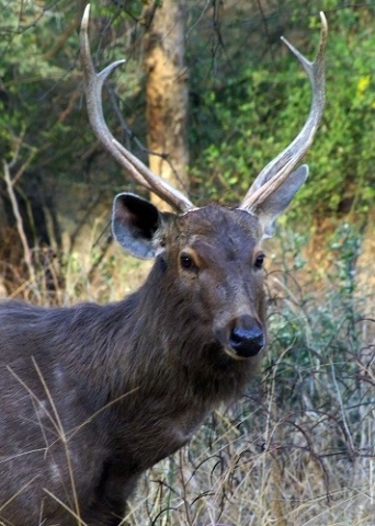 Sariska Nationalpark