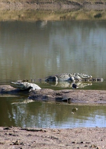 Sariska Nationalpark