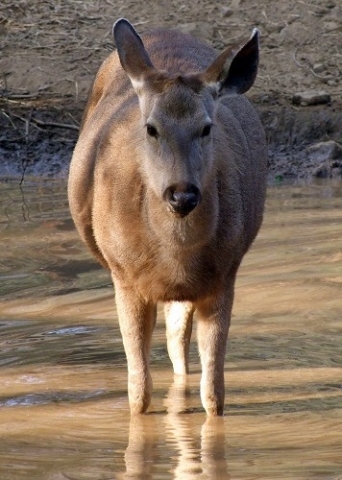 Sariska Nationalpark