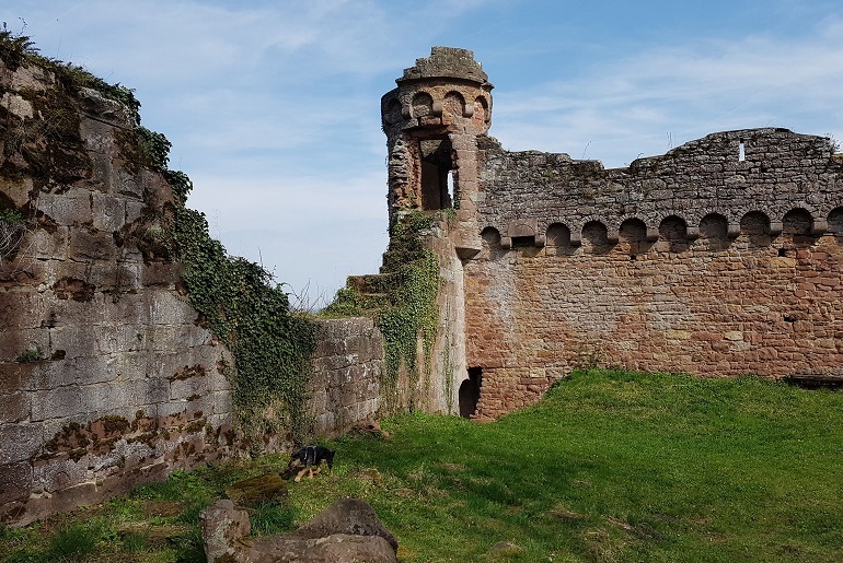 Burgruine Wildenberg