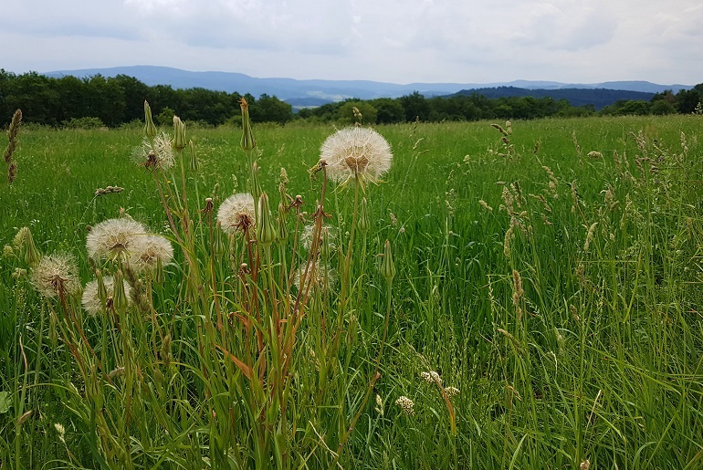 Rodenstein-Runde S2