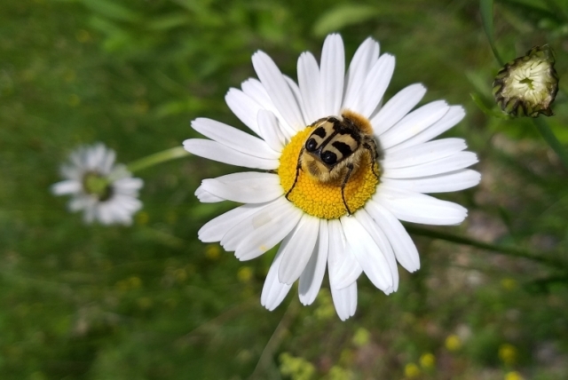 Blume