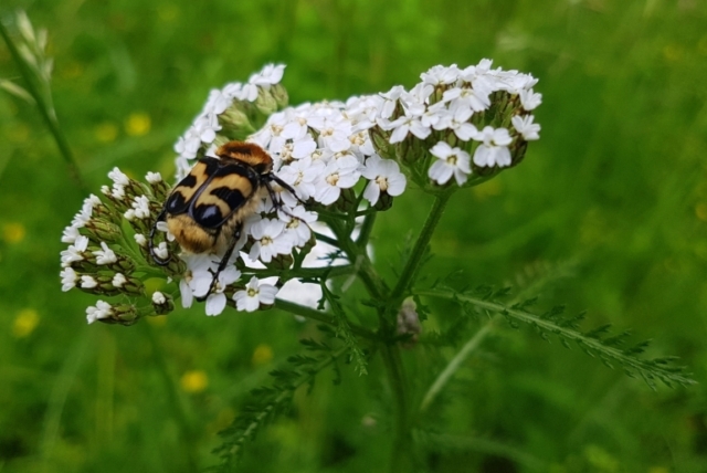 Käfer