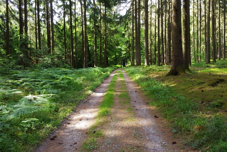 Waldweg Rotes Wasser