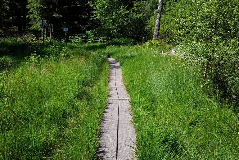 Bohlenweg im Roten Wasser