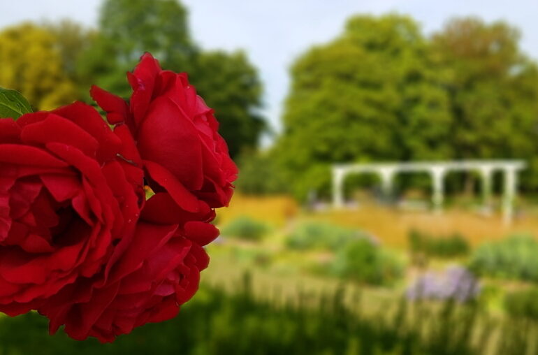 Rosenhöhe