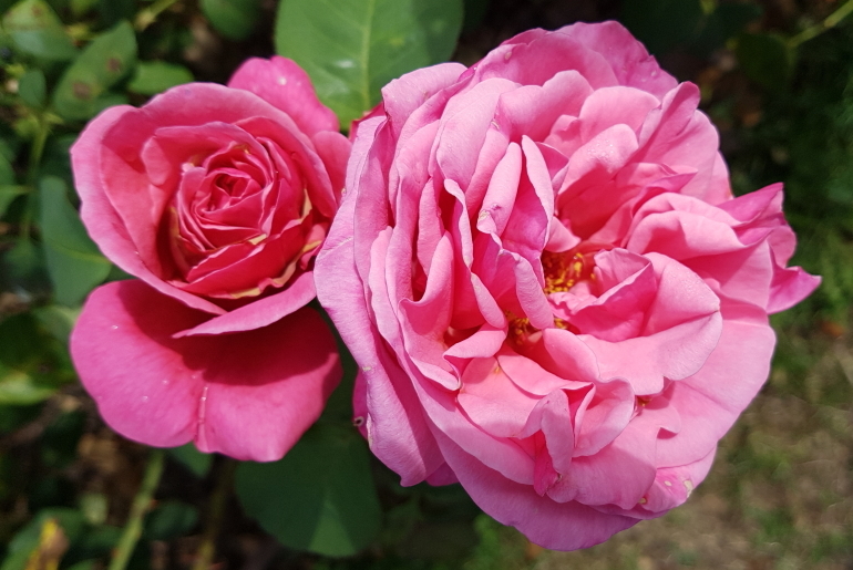 Rosen im Park Rosenhöhe
