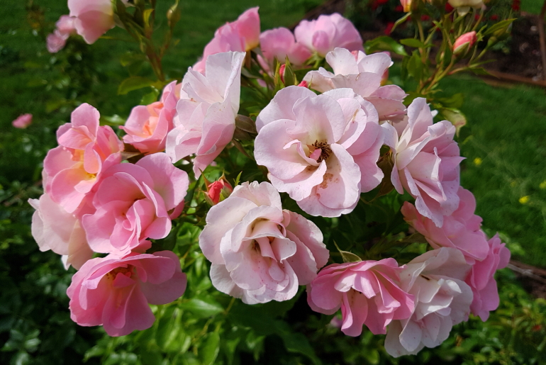 Rosen im Park Rosenhöhe