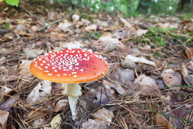 Fliegenpilz