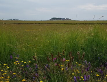 Hallig Hooge