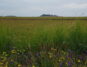 Hallig Hooge