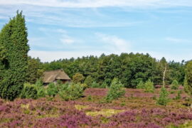 Osterheide